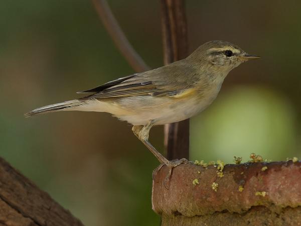 <h3><a href="/trips/gambia/biota/animalia/chordata/aves/040 passeriformes/083 phylloscopidae/phylloscopus sibilatrix/phylloscopus sibilatrix-nl.html">Phylloscopus&nbsp;sibilatrix</a> / Wood&nbsp;warbler / Fluiter</h3>OM-1 Mark II met OLYMPUS M.150-400mm F4.5 TC, 1/2000 sec  bij F6.3, ISO 5000, afstand 7.6&nbsp;m